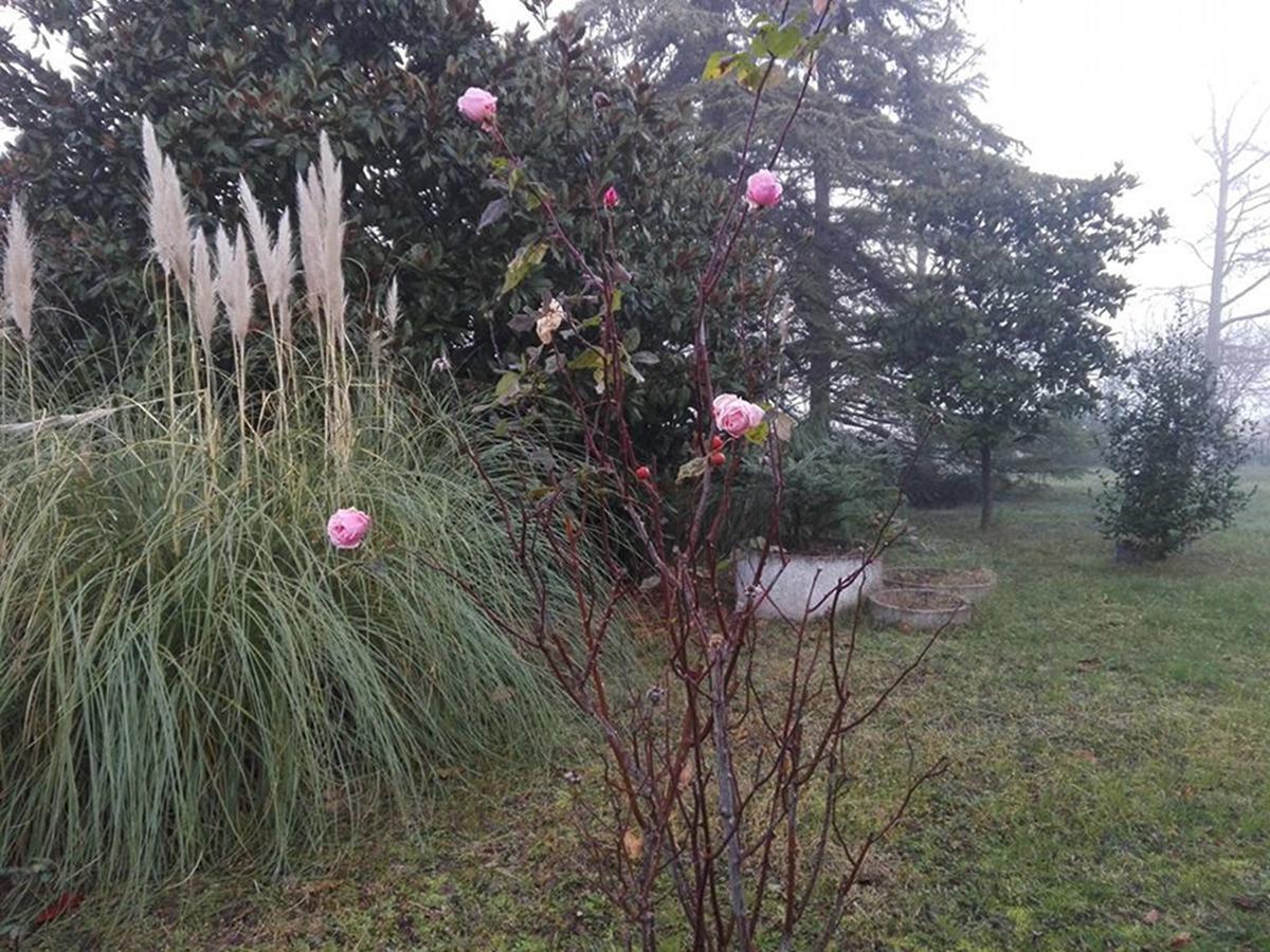 Ca D'artisti Bed & Breakfast *